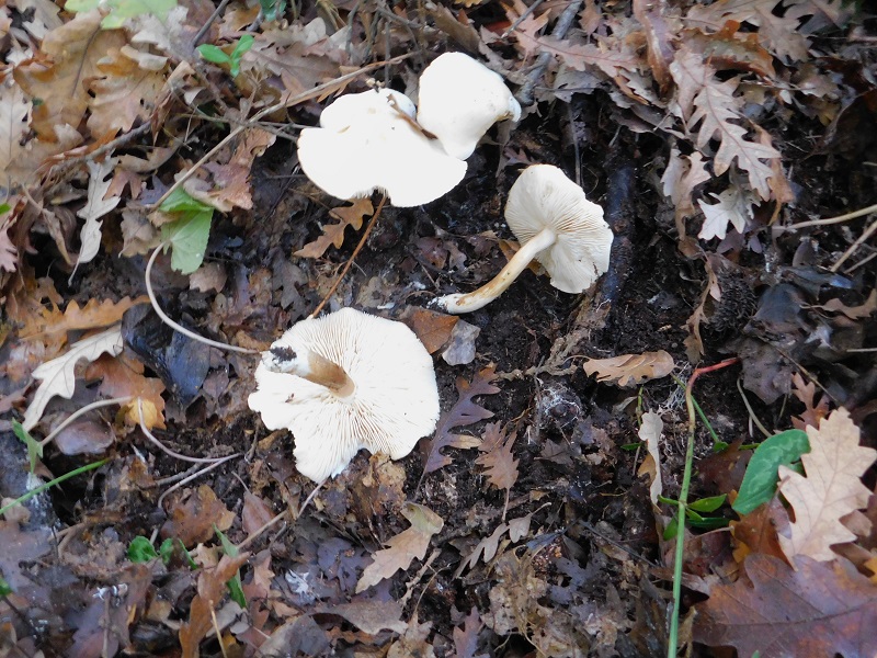 16 Fotogr il 18.12.2021 sotto Leccio